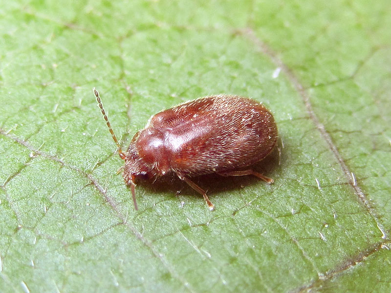Scirtidae:  cfr.  Cyphon sp.